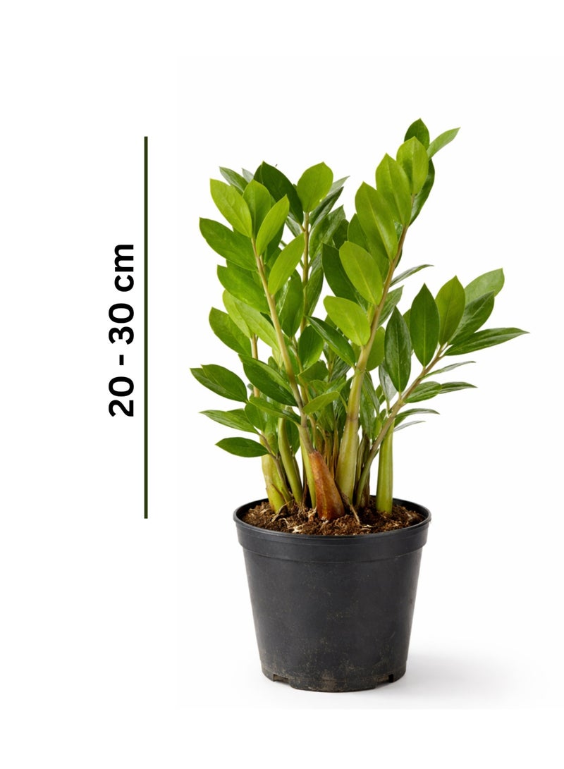 بلانت نبات زاميوكولكاس زاميفوليا الأخضر الداخلي (ارتفاع 20-30 سم) | نبات ZZ حي | نبات مثالي لتزيين المنزل والمكتب، يتحمل الإضاءة المنخفضة ولا يحتاج إلى عناية كبيرة. - Image 2